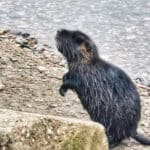 Zahmer Nutria