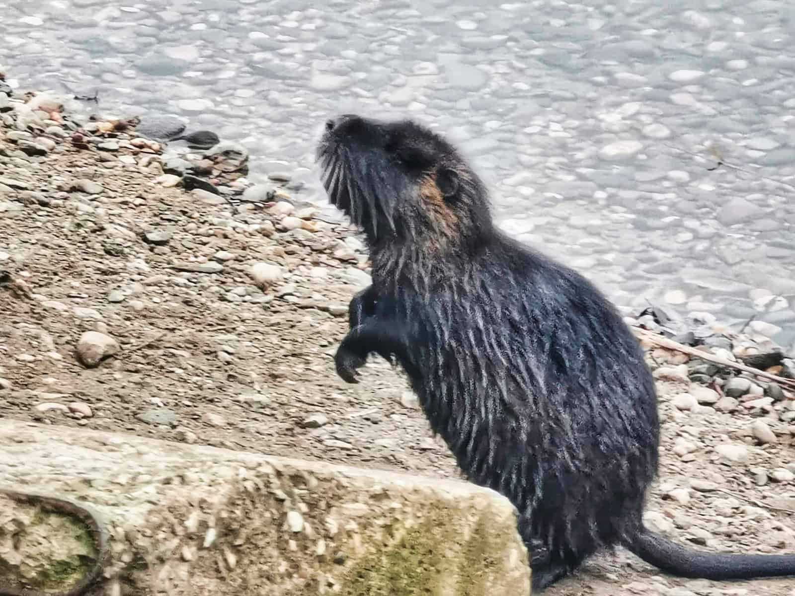 Zahmer Nutria