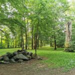 Prohliser Wald